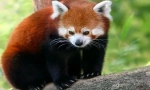 Červená panda