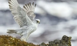 Merlin