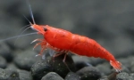 Krevety
