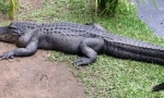 Krokodýl