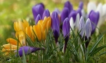 Krokus