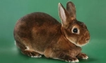 Králíci rex