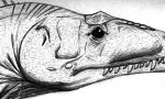 Labokia