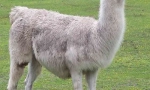 Lama