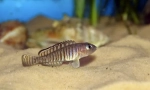 Nneolamprologus ocellatus lamprol
