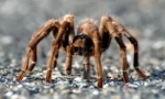 Paws spider: číslo a funkce