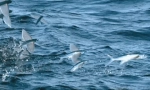 Fly fish - zázrak přírody