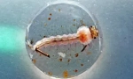 Mosquito larvy: popis a životní styl