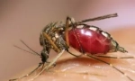 Žlutá horečka, denga a zika, nesená komáři