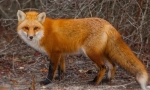 Fox obyčejný