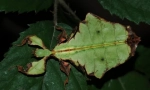 Ceylon lytsidka