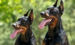 Nejlepší kennels dobermans