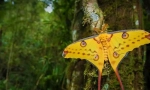 Madagaskar saturnia