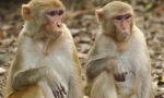 Macaque rus