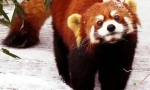 Malá panda