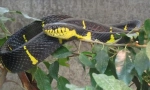 Mangrovový snake