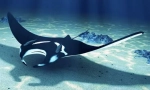 Manta