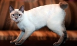 Mekong bobtail (foto): exotická thajská kočka s krátkým ocasem
