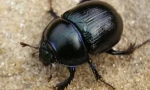 Mýty a pravda o brouků scarabs