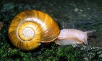 Mollusks. Práce, bivalve a cefalopod