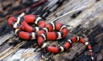 Dairy snake