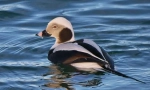 Námořnický