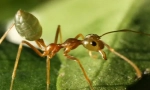Asian ant-krejčí