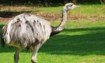 Nandu
