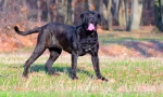 Neapolitan mastiff (fotografie): grozny stráž s dobrou duší