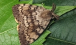 Vybalení silkworm