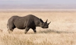 Rhino black