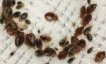 Zpracování studené mlhy z bedbugs