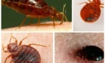 Zpracování byt od bedbugs specializovanou organizací