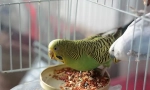 Zvlněný parrot feed review