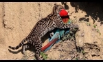 Ocelot - nejkrásnější kočka na světě