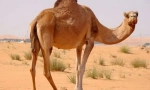Single spálený velbloud