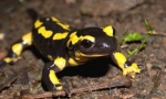 Oheň salamander