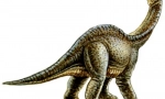 Odddenosaurus