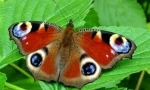Popis a životní styl butterfly peacock eyes
