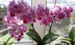 Orchideje