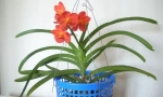 Accomet orchide