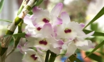 Orchidej dendrobium