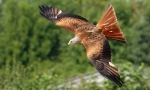 Eagles a falcons eurasie