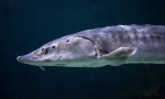 Ostrantský atlantik