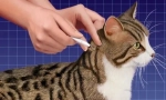 Lék představuje přímou spot-na kočku