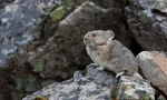 Kde se chinchilla pocházela odkud a jak žijí v přírodě