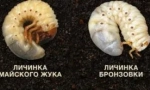 Rozdíl mezi larvami bronzu a května brouk