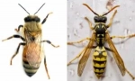 Rozdíly včely z vosů