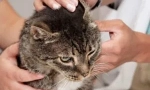 Cat squeectosis: symptomy a léčba