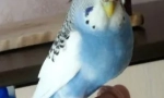 Obezita papouška, důvody, léčba